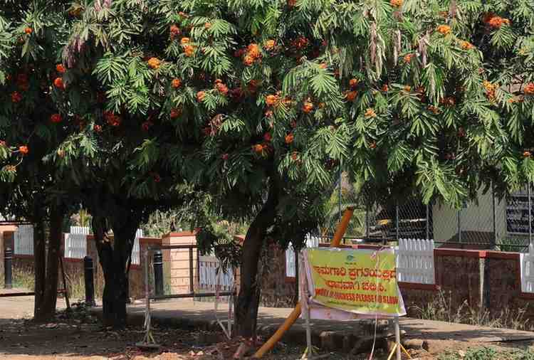 Heritage tree in Mangaluru