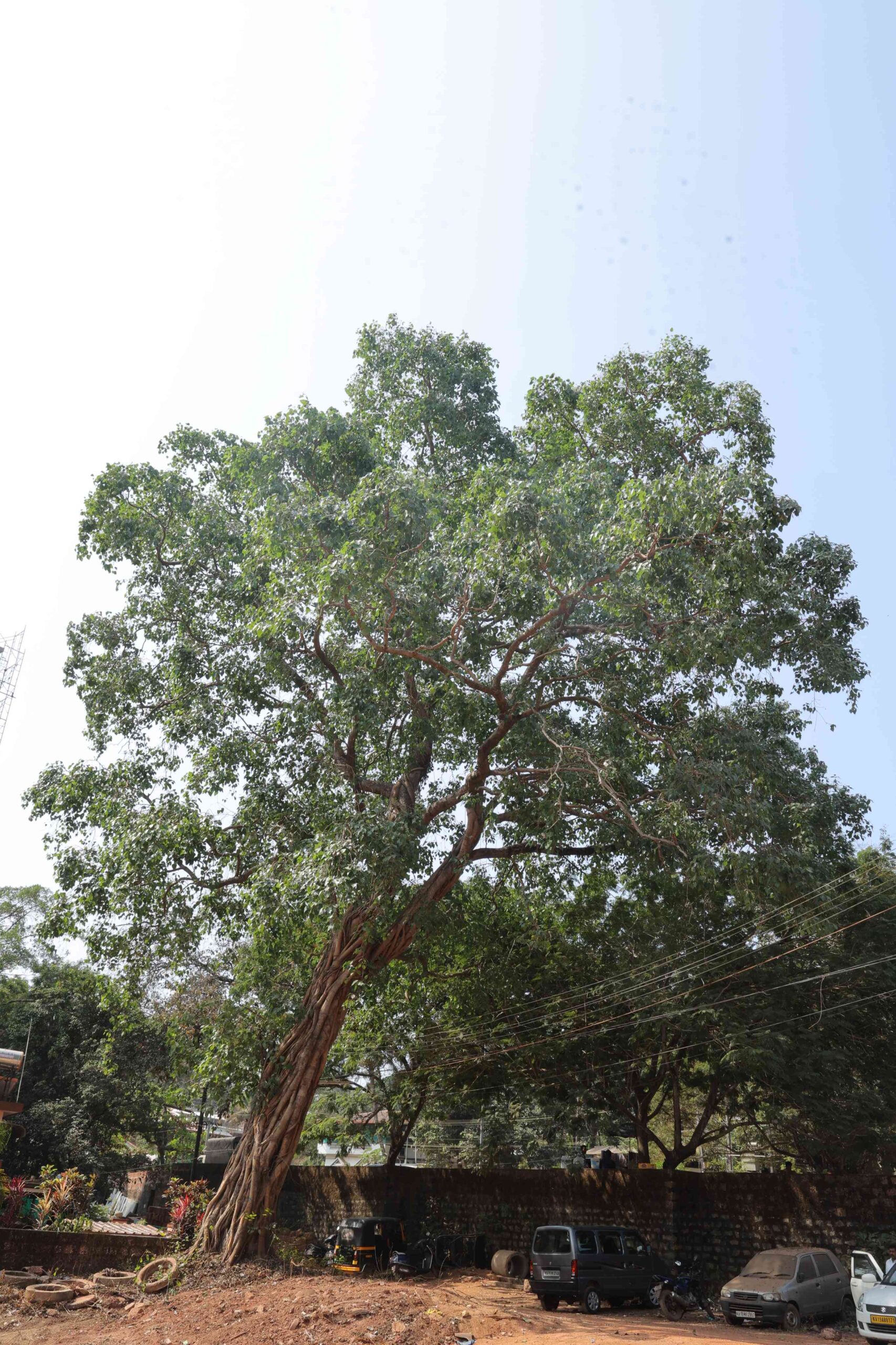Oldest heritage tree in Mangaluru
